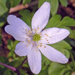 Wood Anenome