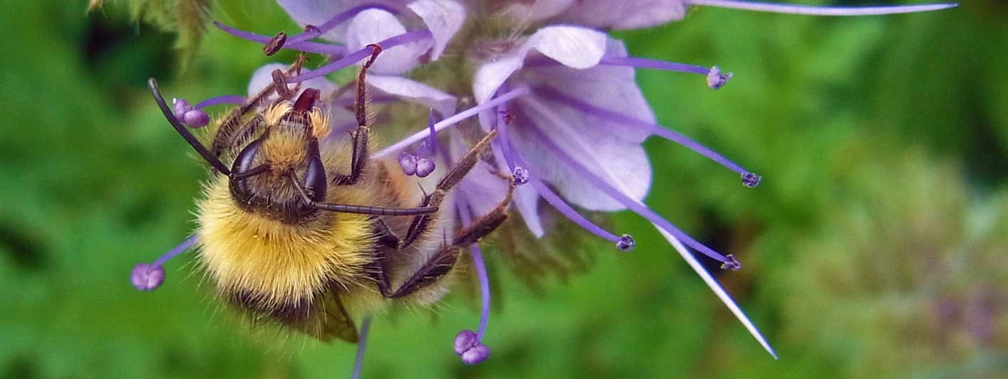 Bee on a wildflower