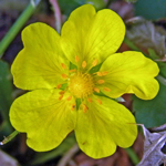 Creeping Cinquefoil