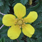 Silverweed