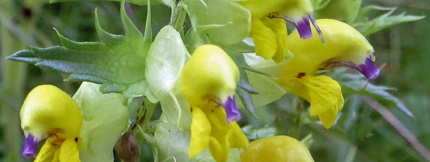 Yellow Rattle Header