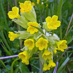 Cowslip