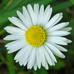 Daisy