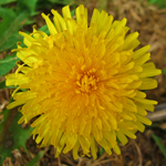 Dandelion