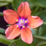 Scarlet Pimpernel