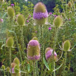 Wild Teasel