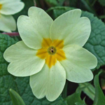 Wild Primrose