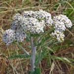 Yarrow